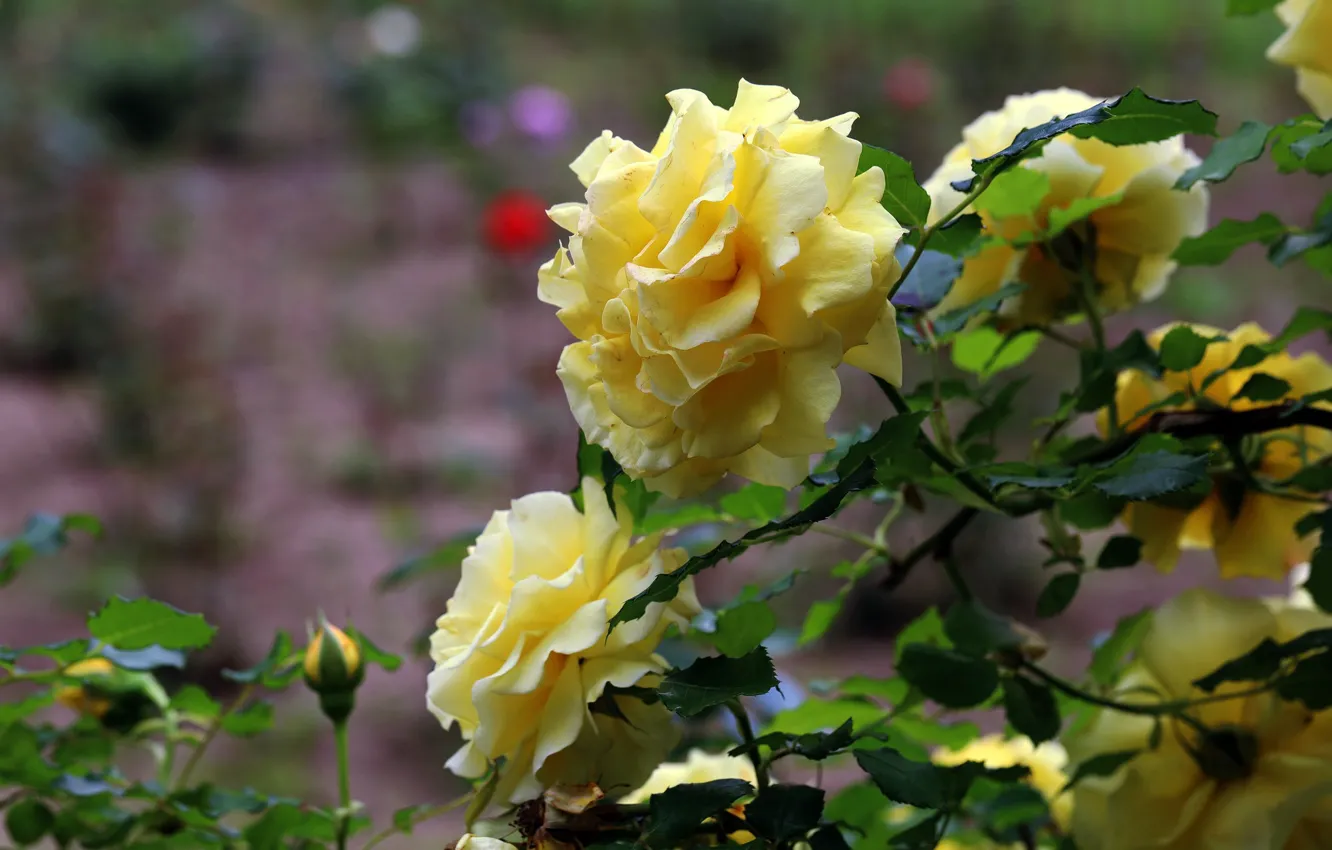Photo wallpaper yellow, roses, rose Bush