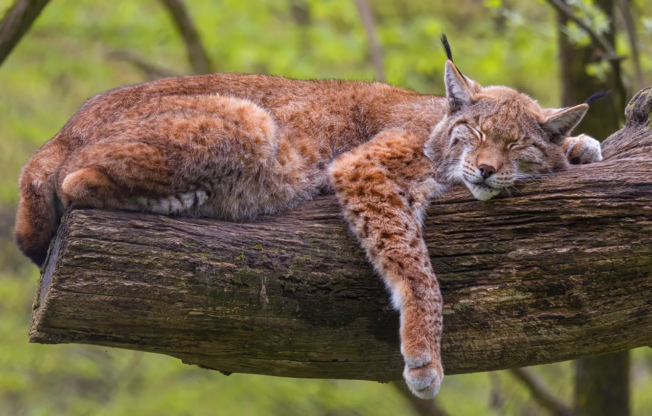 Photo wallpaper trees, sleep, sleeping, lies, lynx