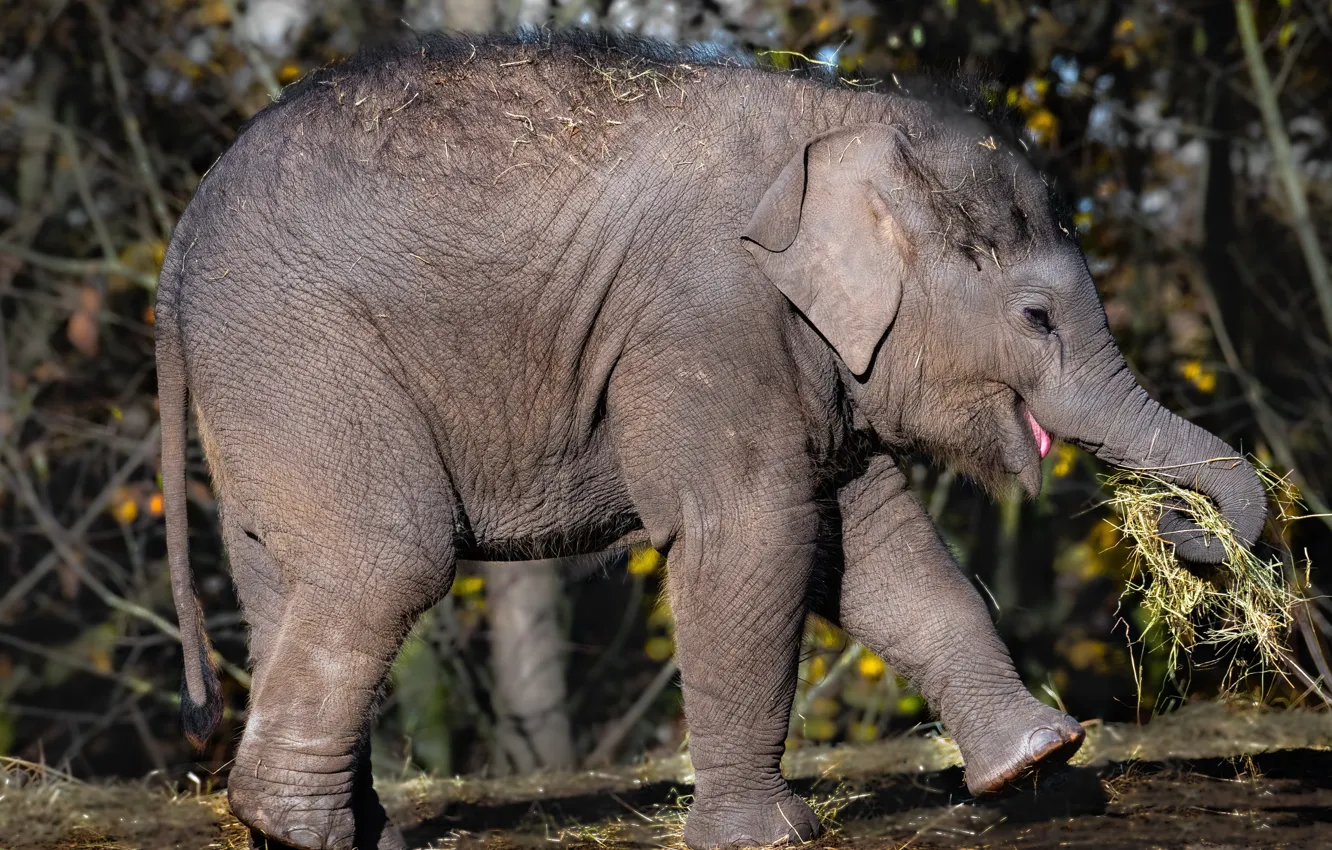 Photo wallpaper nature, elephant, baby