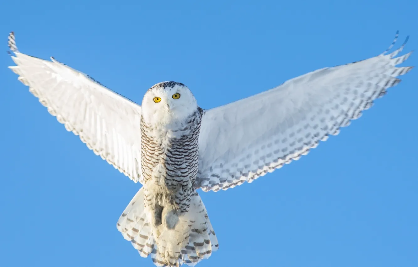 Photo wallpaper wings, snowy owl, snowy owl