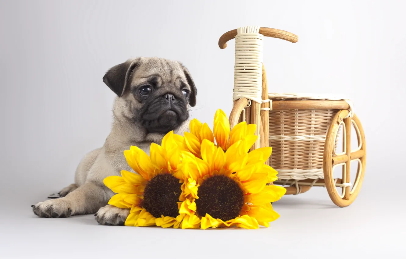 Photo wallpaper flowers, background, dog