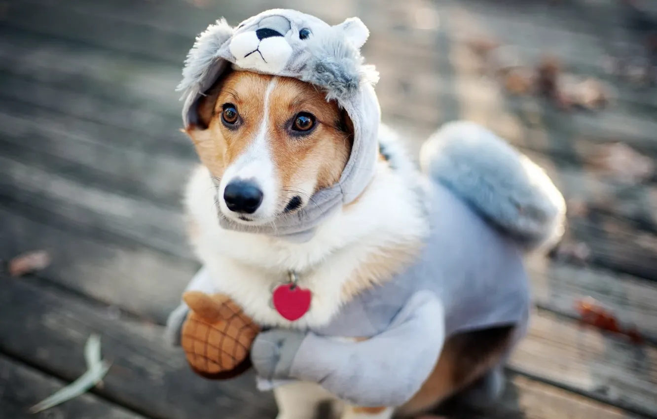 Photo wallpaper each, clothing, dog, walks