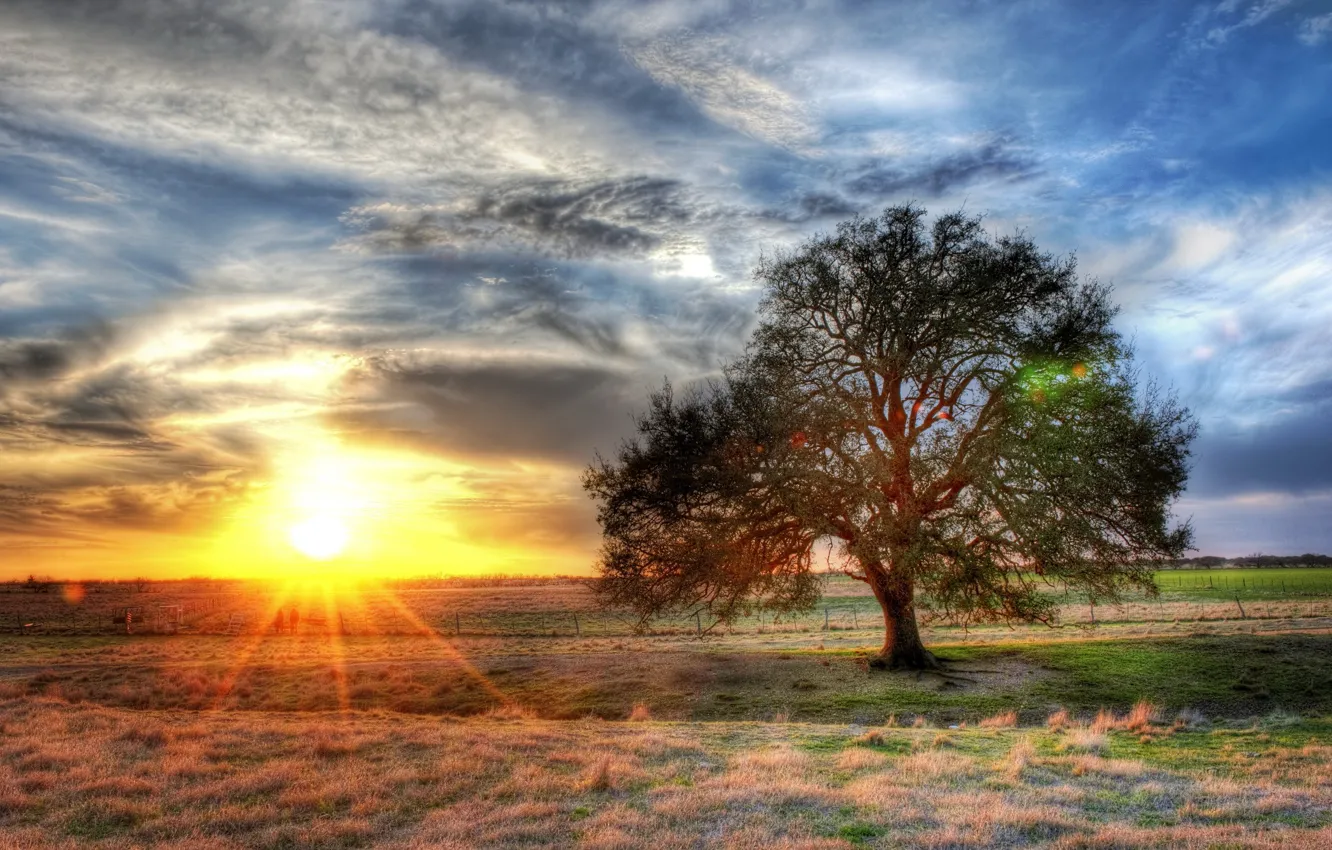 Photo wallpaper field, tree, HDR, The sun