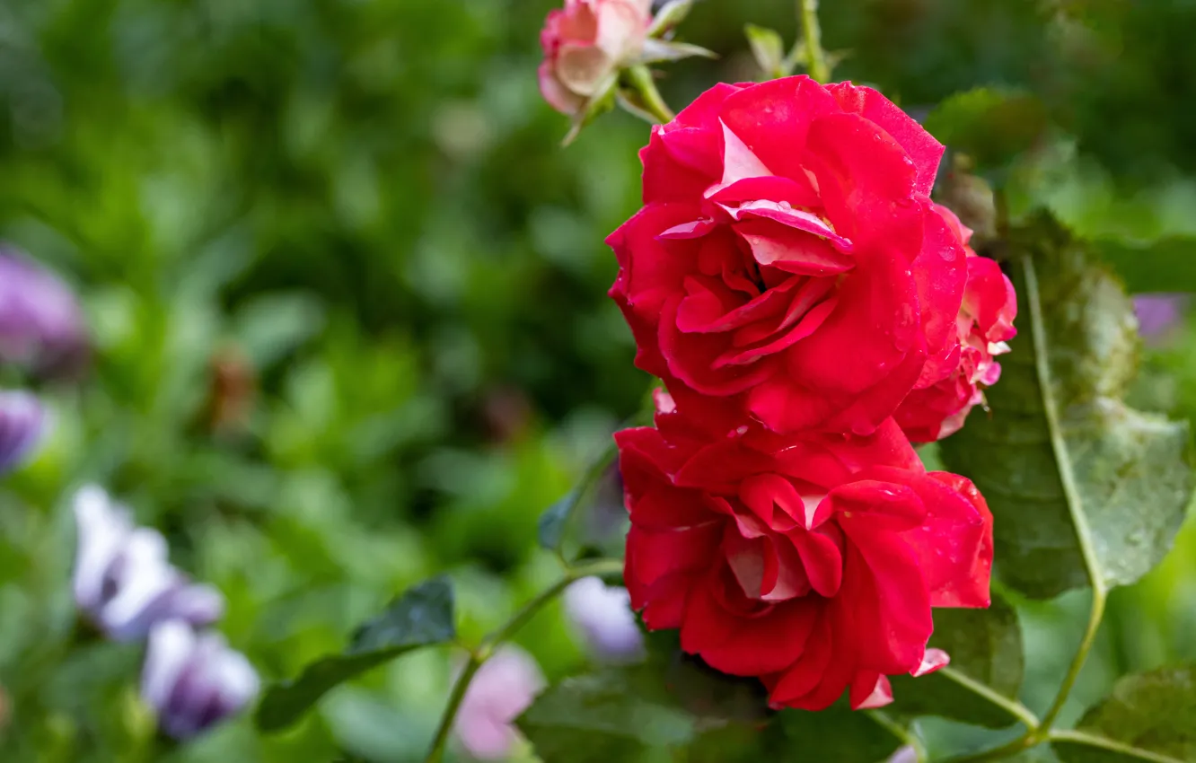 Photo wallpaper drops, flowers, red, roses, garden, Duo, bokeh