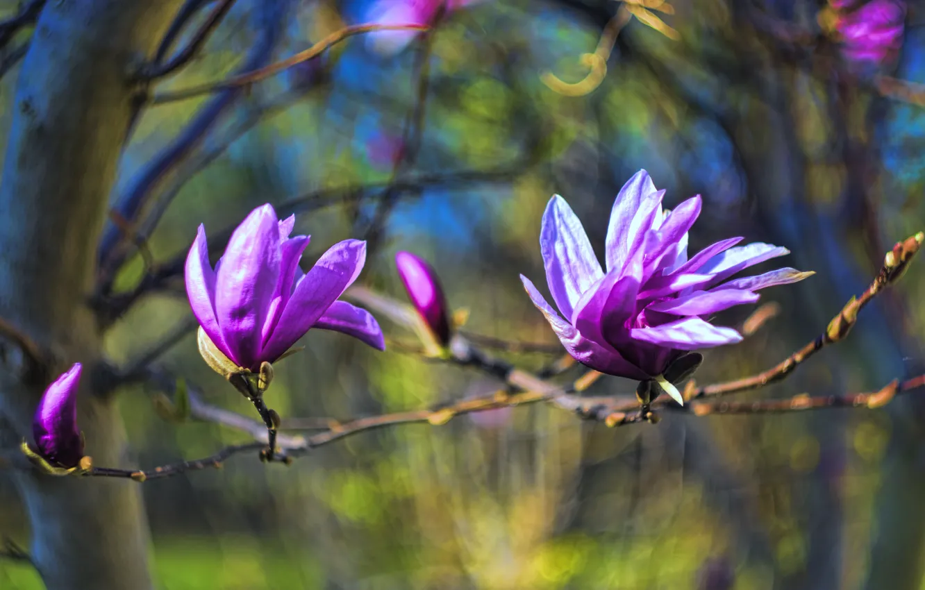 Photo wallpaper light, trees, flowers, branches, blur, spring, petals, buds