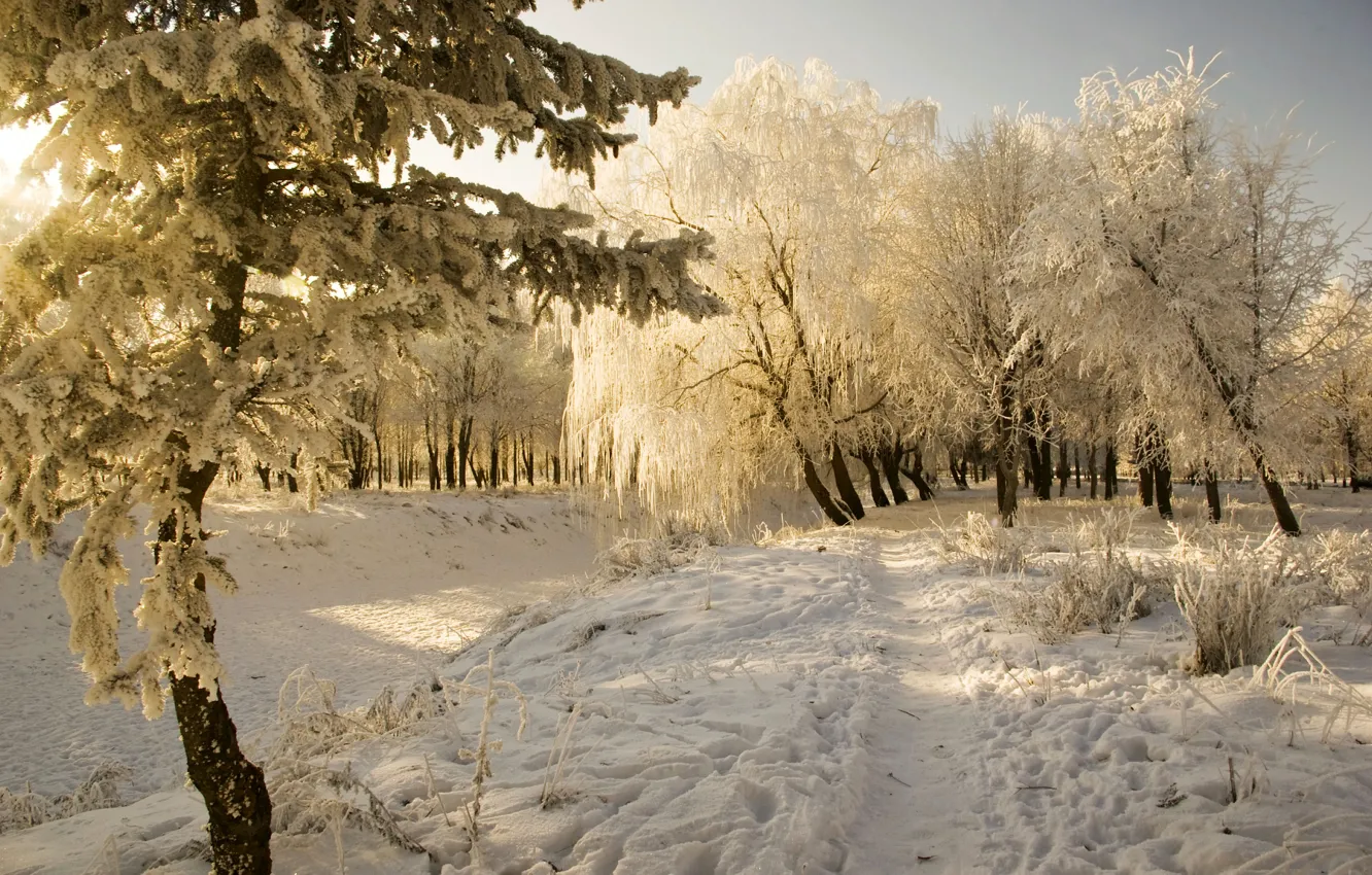Photo wallpaper cold, frost, snow, trees, landscape, Winter, the snow, sunshine