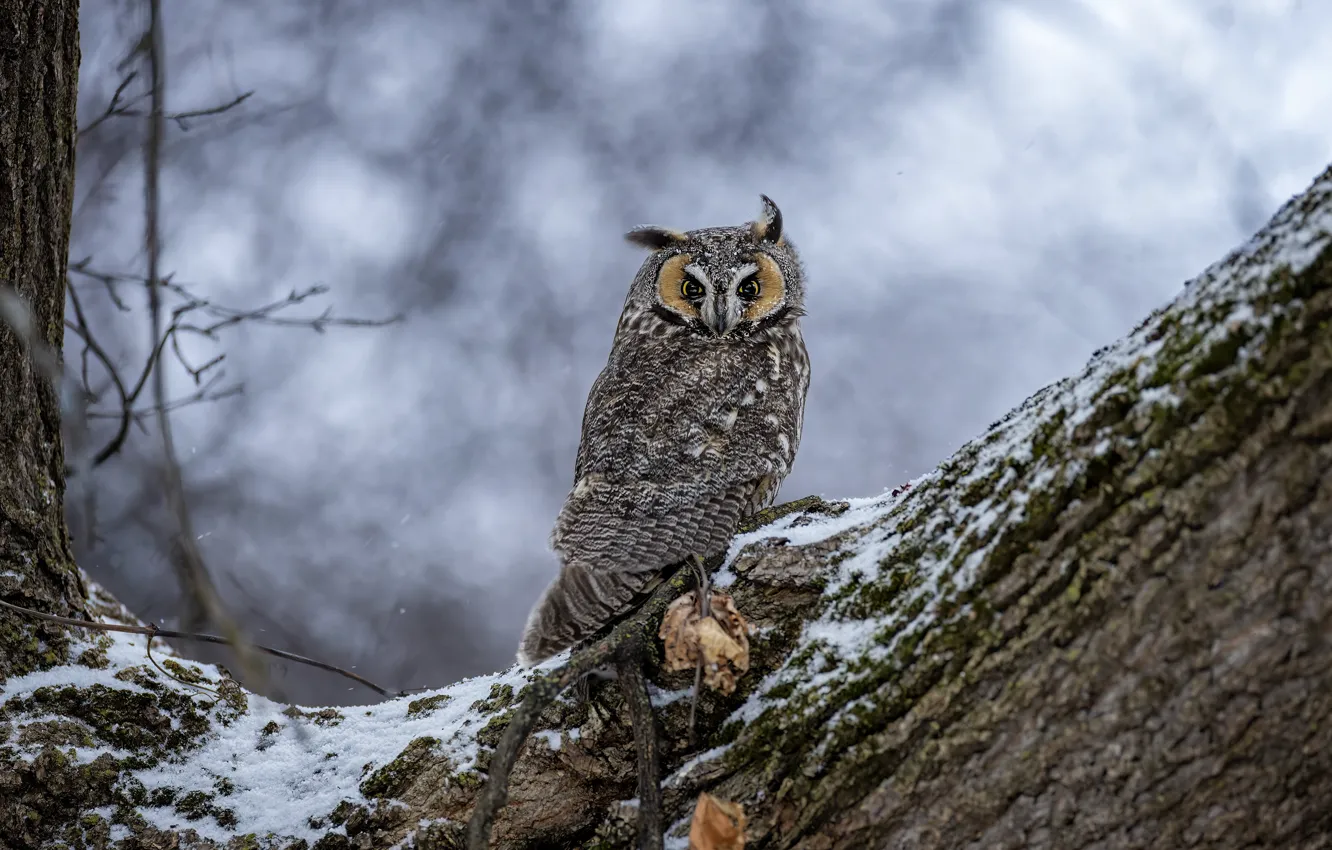 Photo wallpaper winter, look, snow, trees, branches, nature, pose, owl