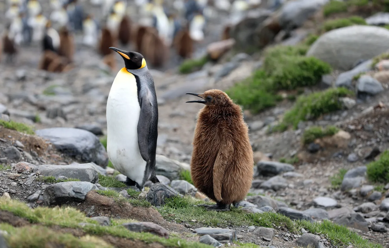 Photo wallpaper nature, stones, penguins, baby, Penguins, Chicks, nature, continents