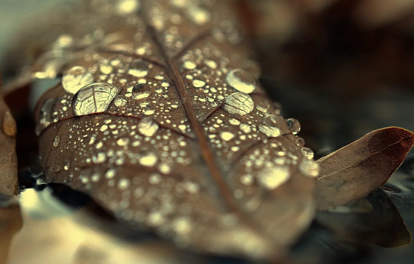 Photo wallpaper forest, drop, water, autumn, sheet