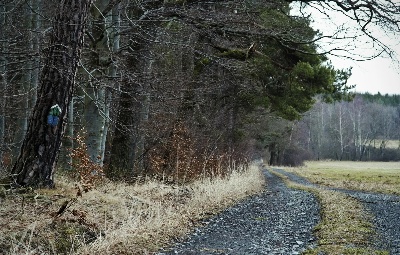Photo wallpaper road, field, trees