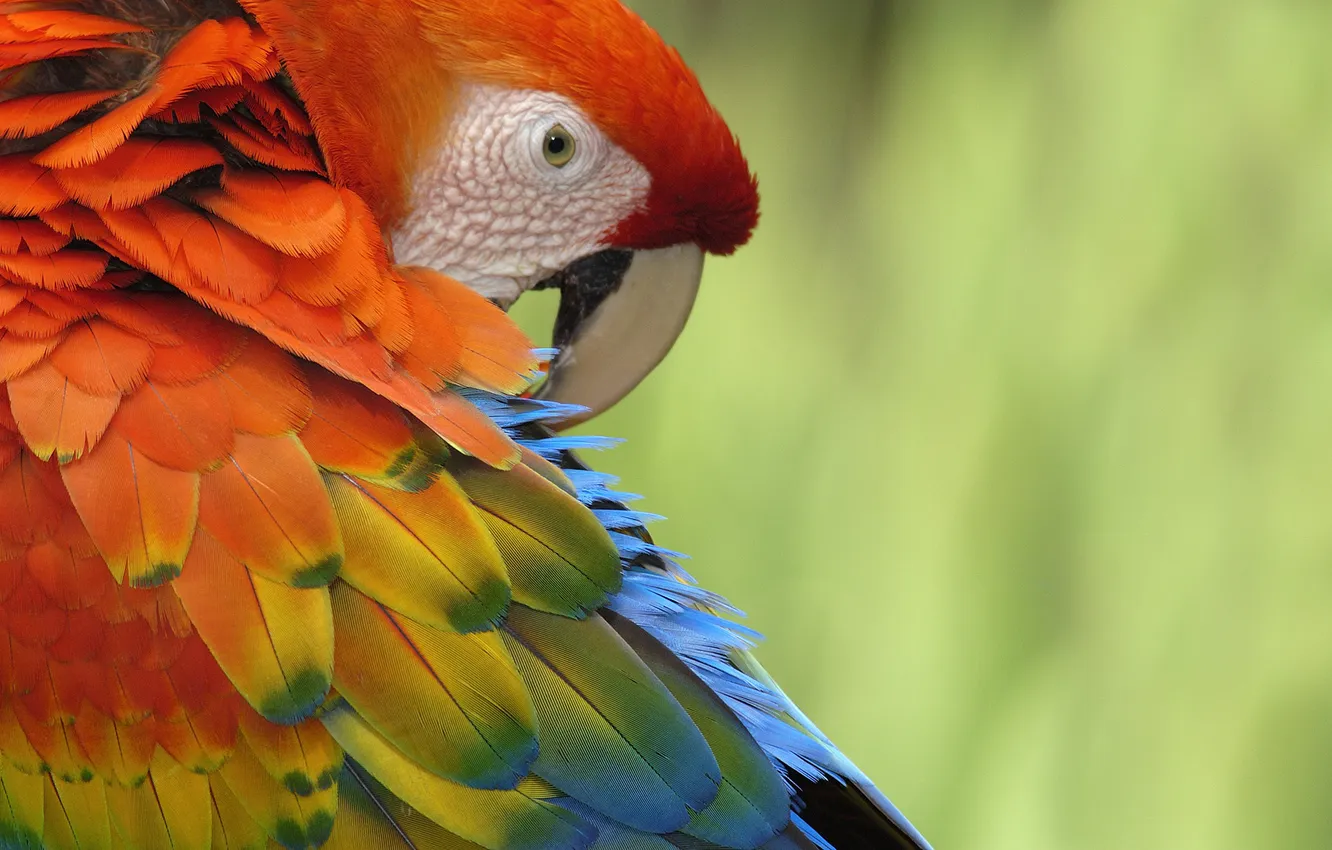 Photo wallpaper bird, feathers, parrot, colorful, bird, parrot