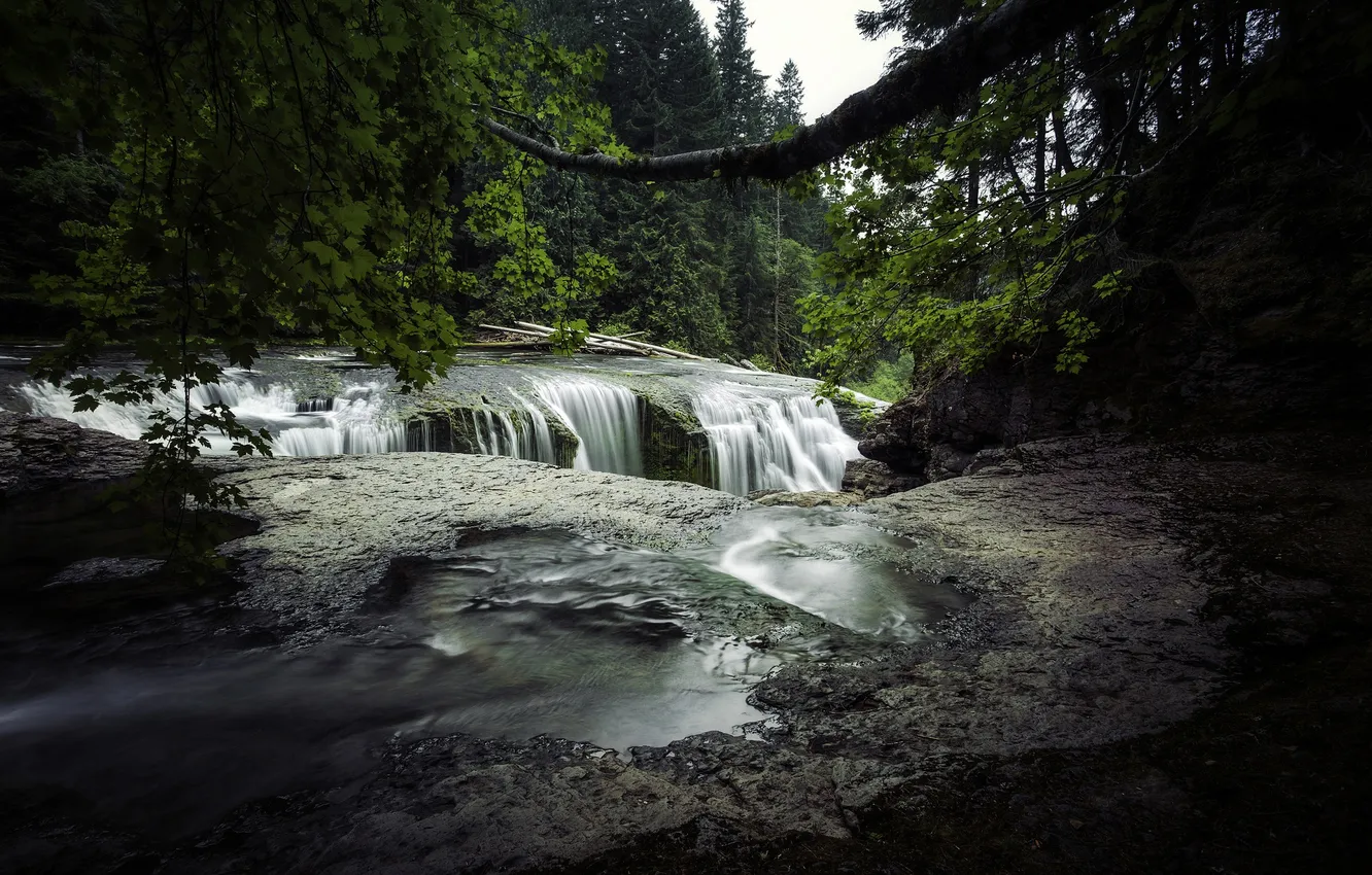 Photo wallpaper forest, trees, branches, river, open, for, waterfall, Washington