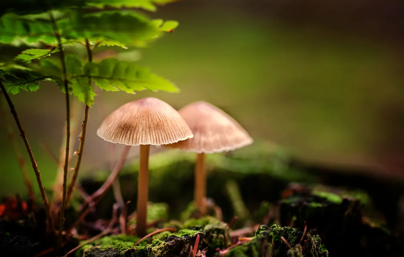 Photo wallpaper grass, background, mushrooms, moss