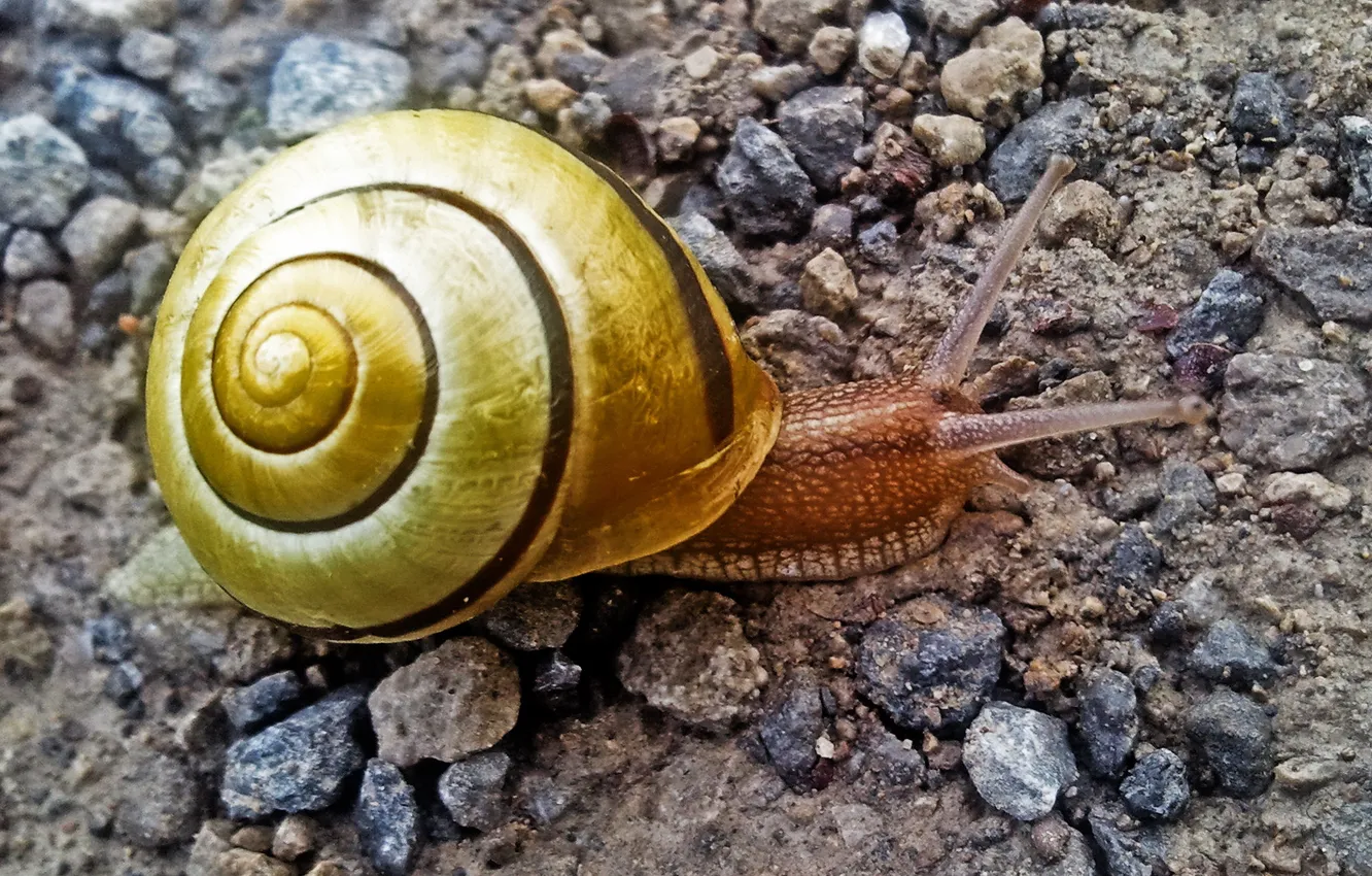 Photo wallpaper stones, snail, sink, shell, antennae, crawling