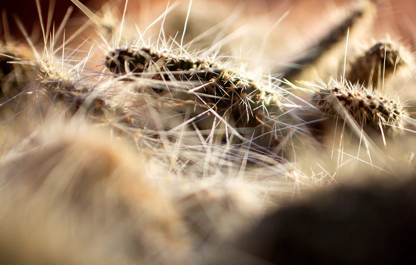 Photo wallpaper macro, caterpillar, needles, insect