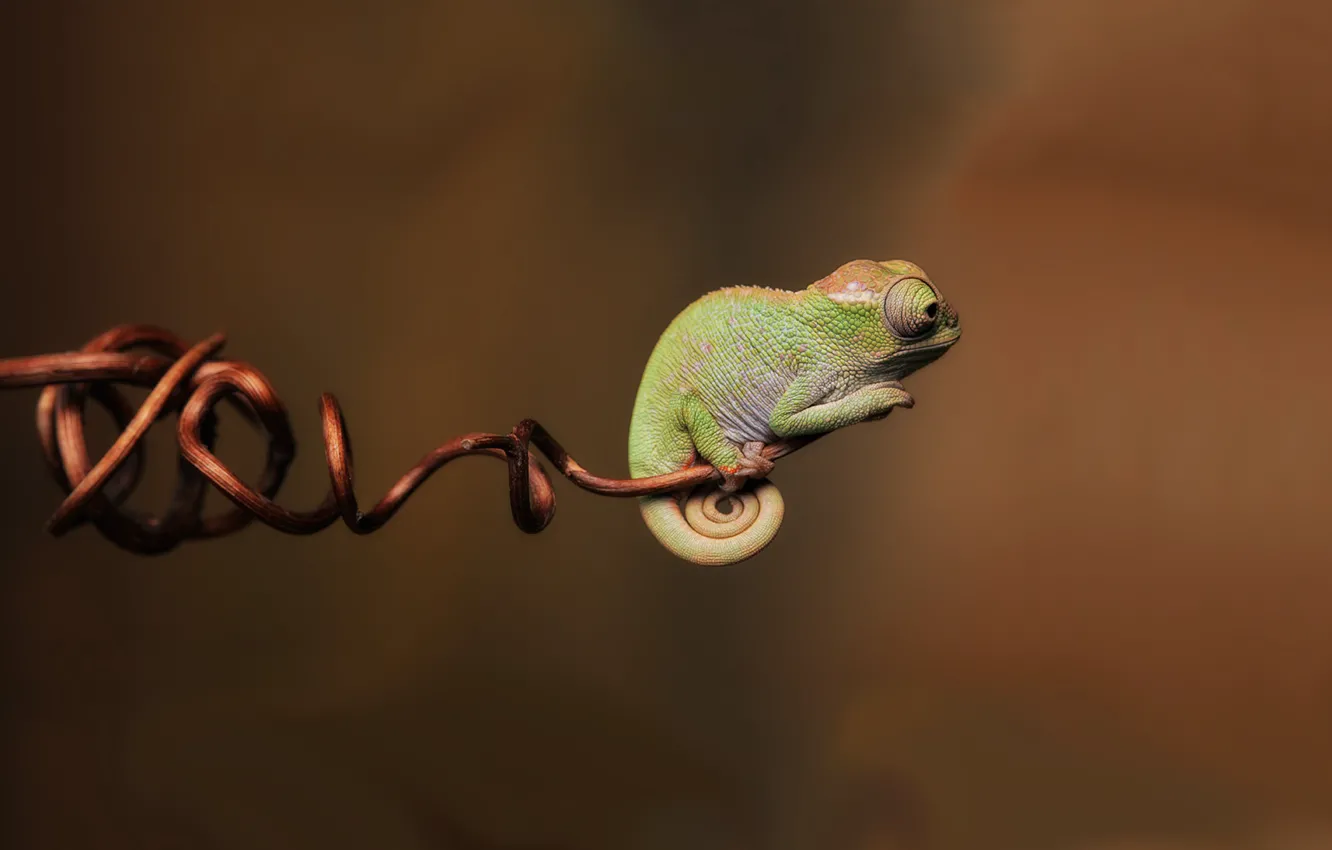 Photo wallpaper chameleon, baby, miracle