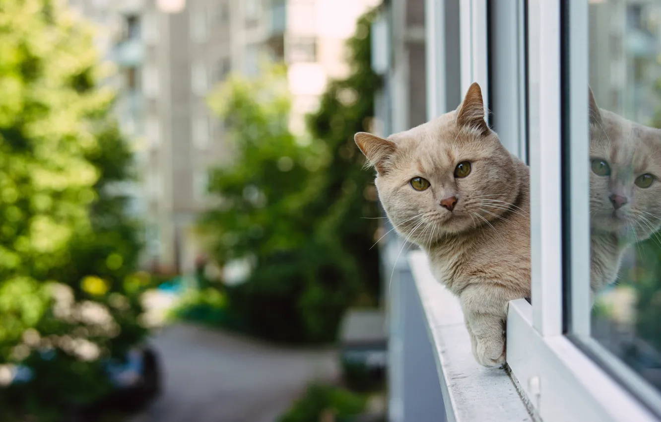 Photo wallpaper cat, look, reflection, window, muzzle, cat, British Shorthair, Yuri Vertikov