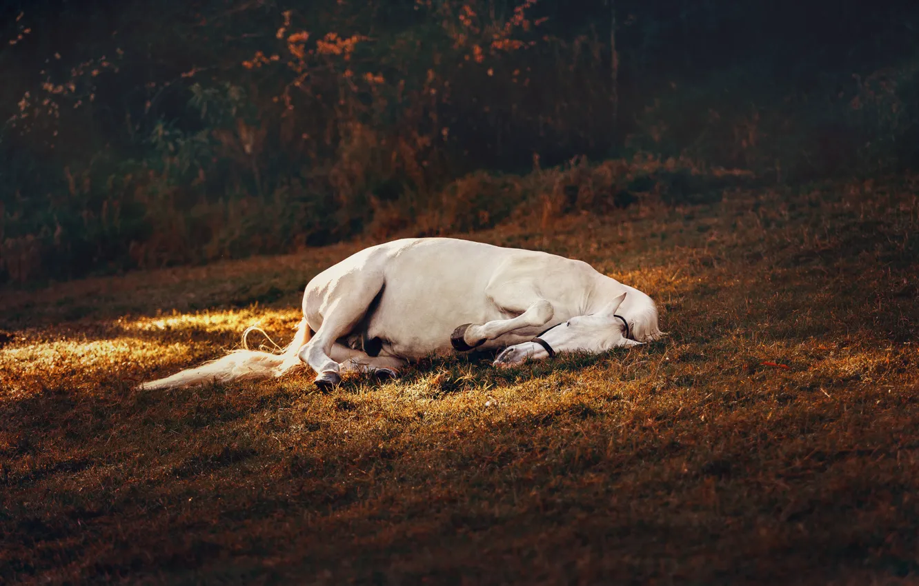 Photo wallpaper autumn, white, grass, light, nature, pose, the dark background, horse