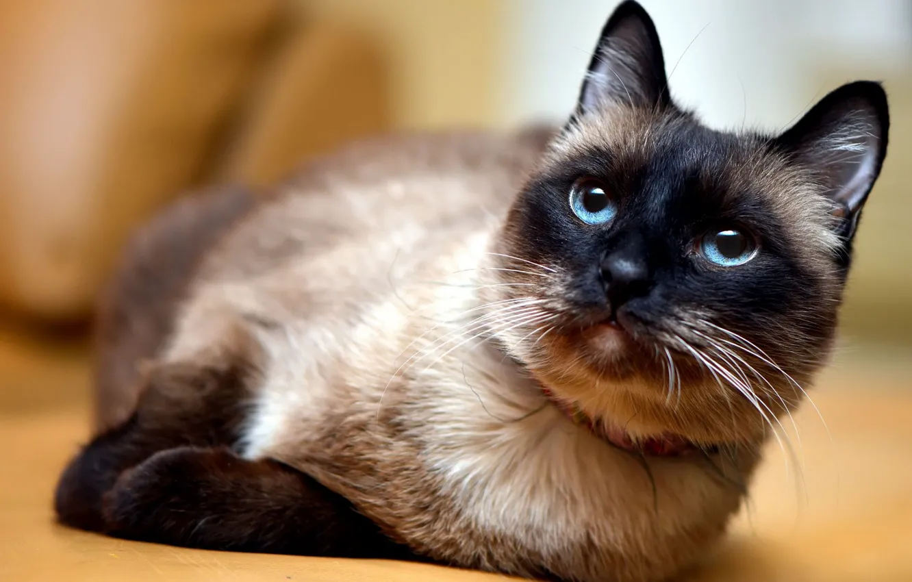 Photo wallpaper cat, cat, look, face, pose, background, portrait, paws