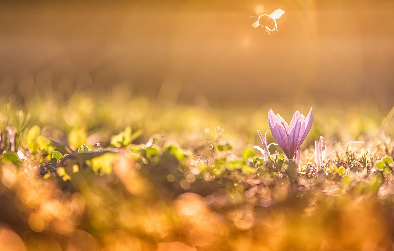 Photo wallpaper light, flowers, bee, glade, spring, crocuses, bumblebee