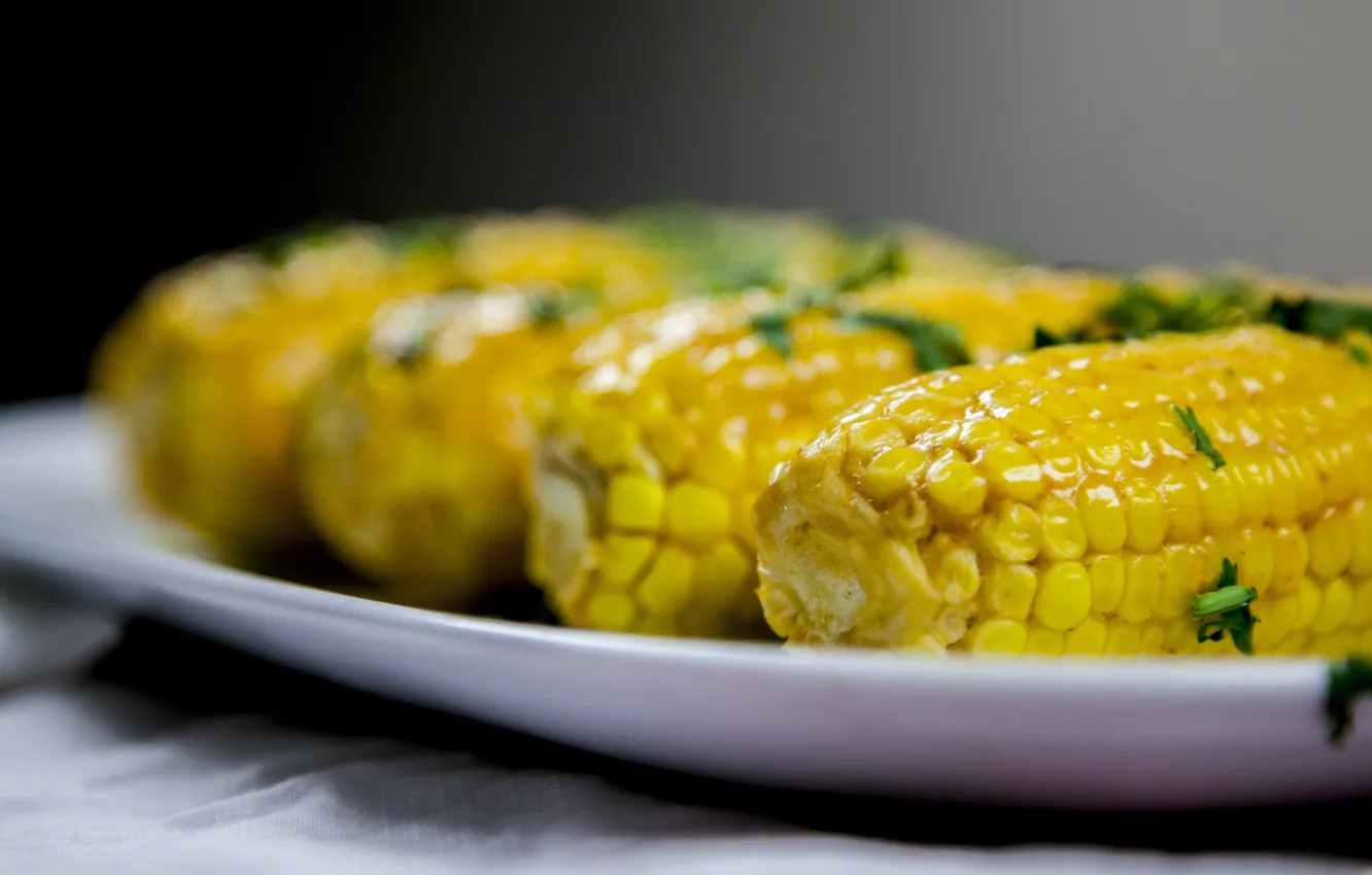 Photo wallpaper corn, corn, Cinquantina