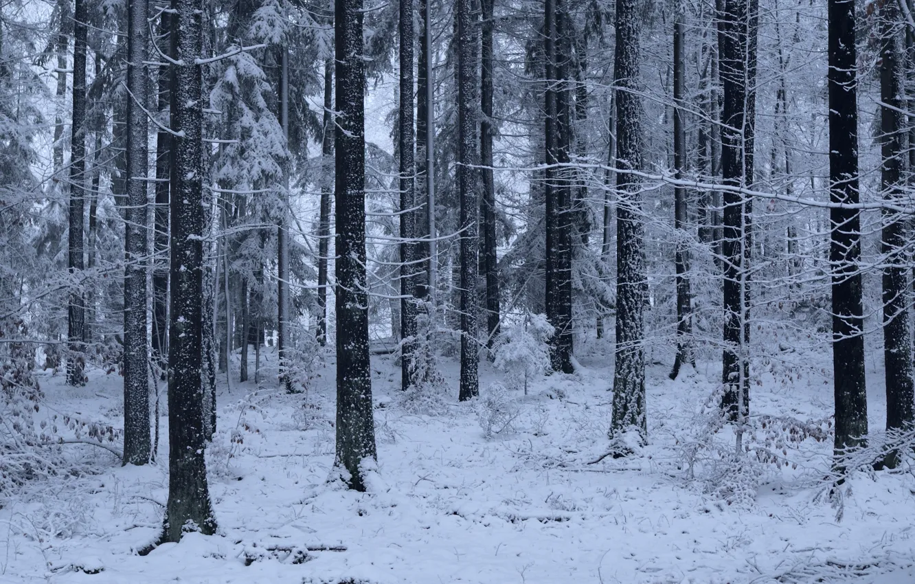 Photo wallpaper winter, forest, snow, trees, nature, Niklas Hamisch