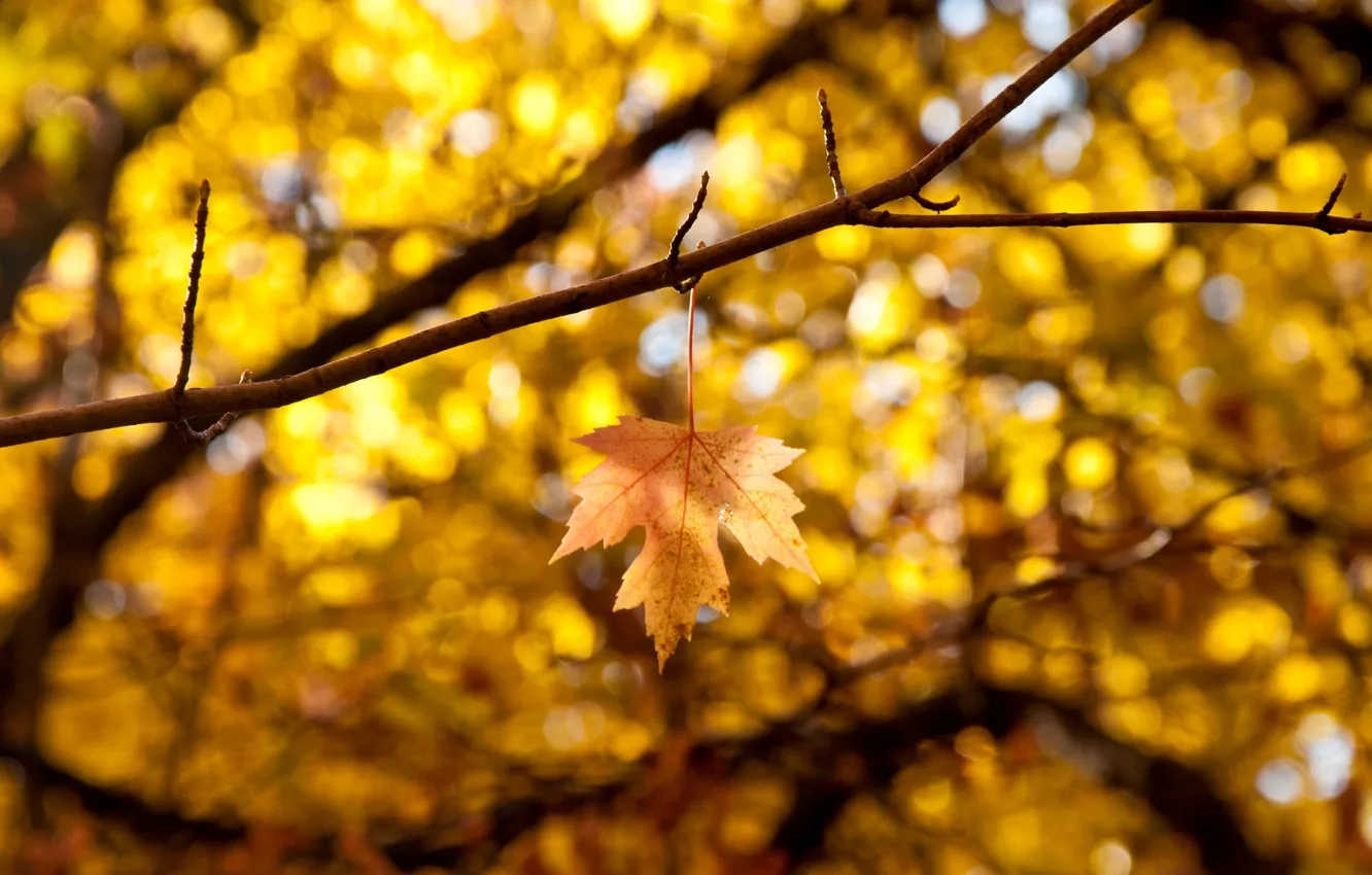 Photo wallpaper autumn, leaves, macro, branches, yellow, background, tree, widescreen
