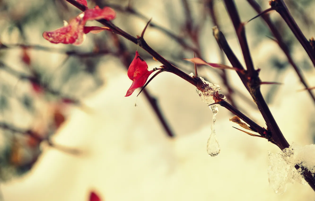 Photo wallpaper ice, frost, leaves, drops, macro, snow, trees, branches