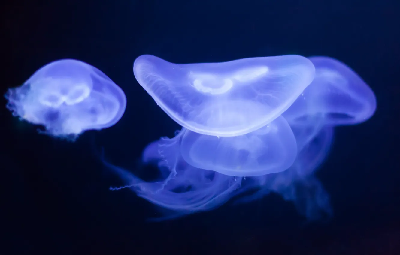 Photo wallpaper macro, the dark background, jellyfish
