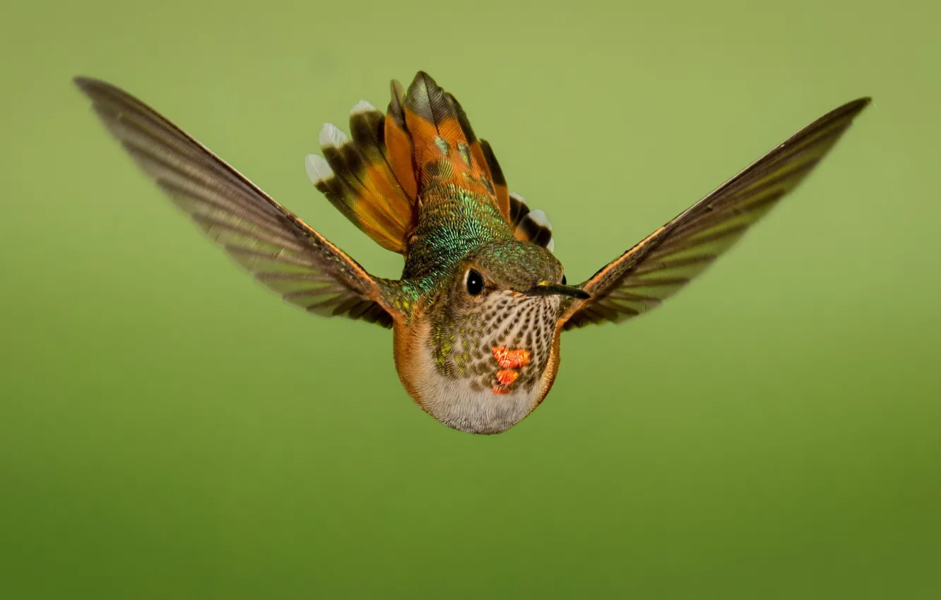 Photo wallpaper flight, bird, wings, Buffy Hummingbird