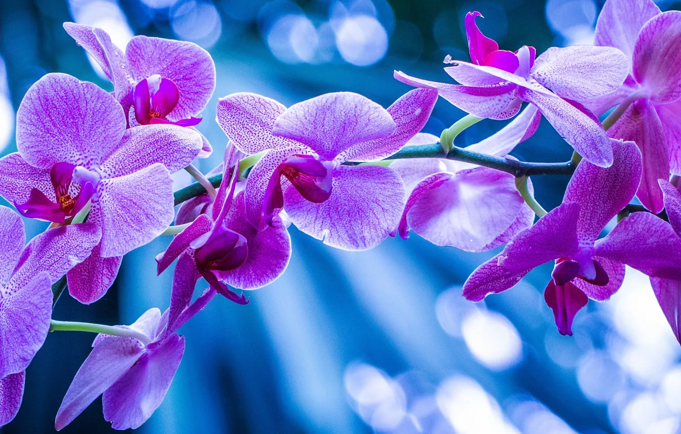 Photo wallpaper macro, branch, exotic, Orchid