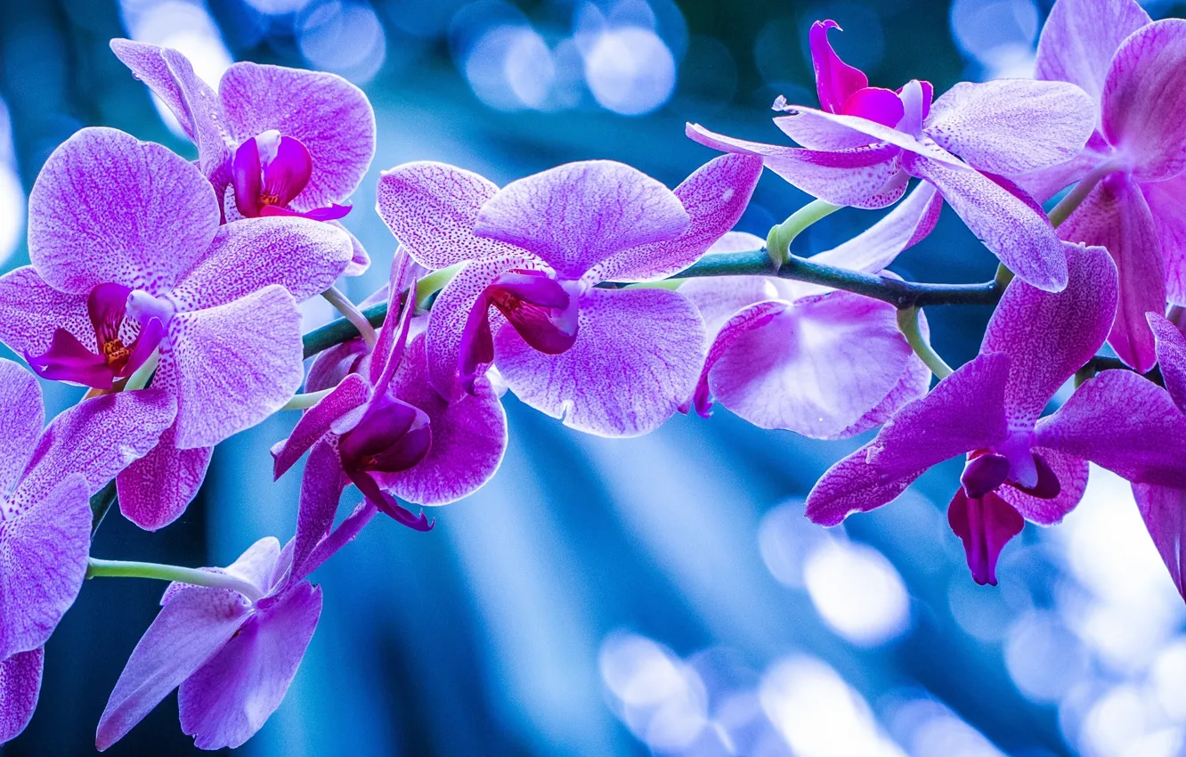Photo wallpaper macro, branches, exotic, Orchid
