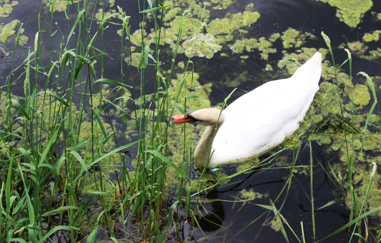 Photo wallpaper water, pond, thickets, swans