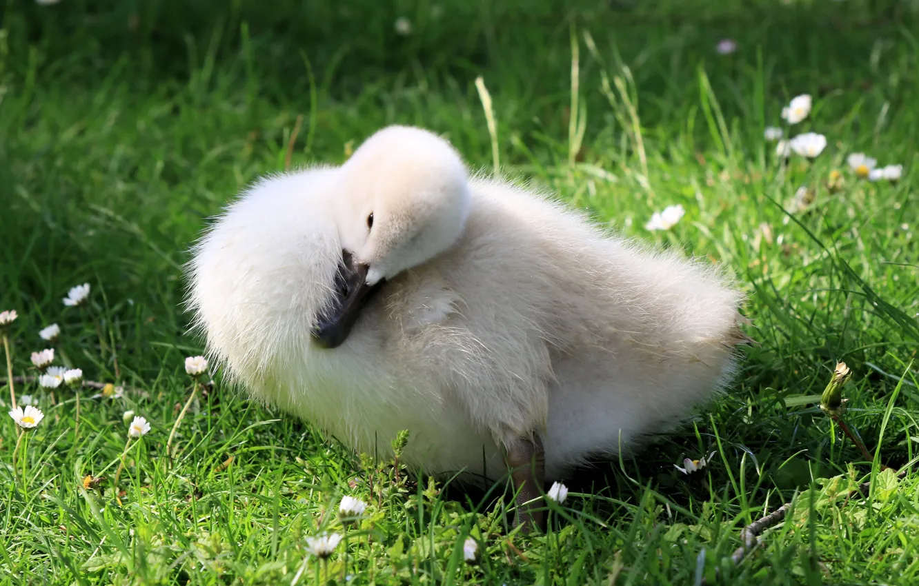Photo wallpaper white, grass, glade, baby, swans, Chicks, the Lebeda