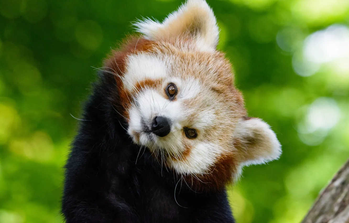 Photo wallpaper look, muzzle, red panda, Red Panda
