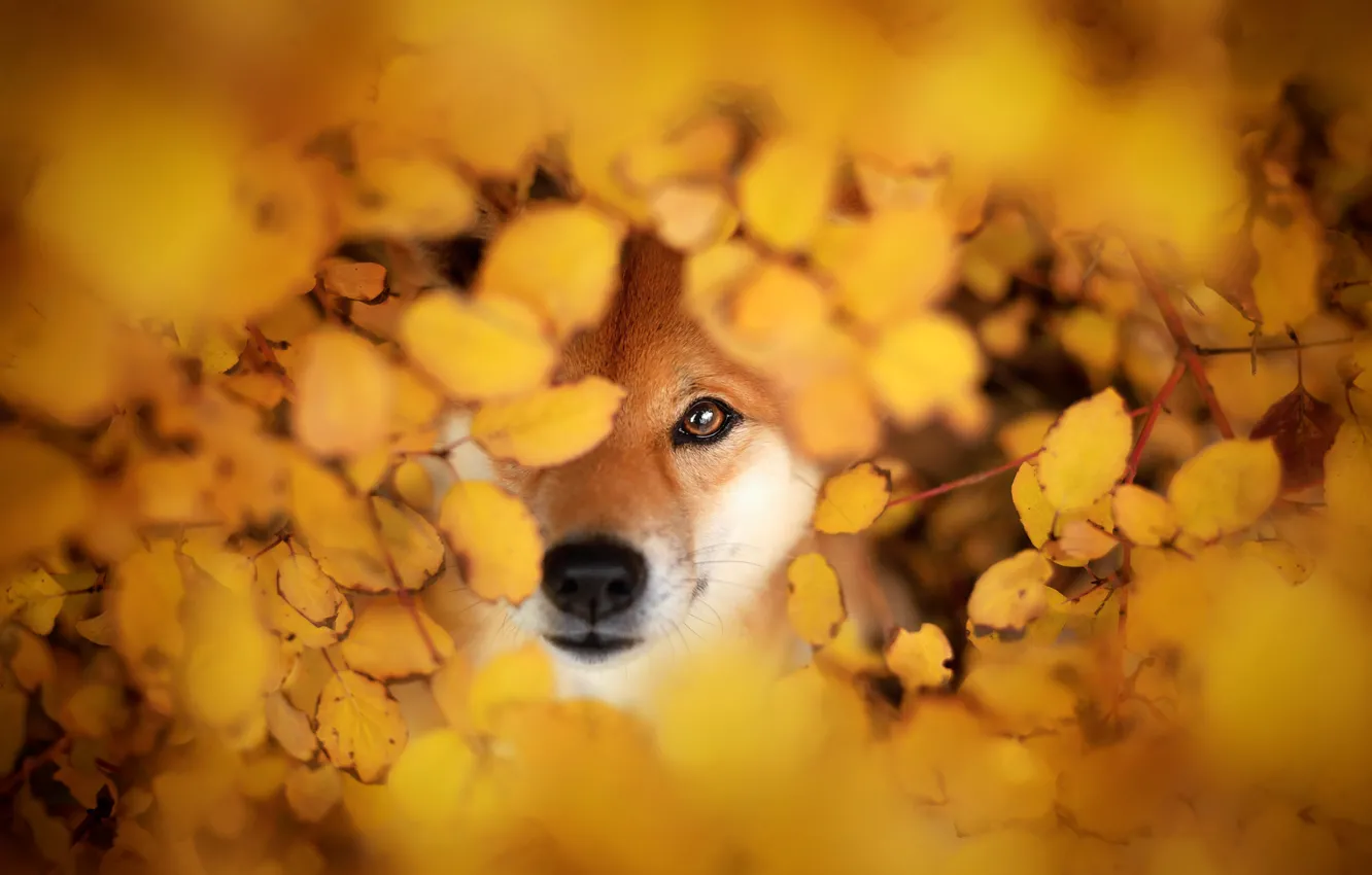 Photo wallpaper autumn, face, branches, foliage, portrait, dog, the bushes, yellow background