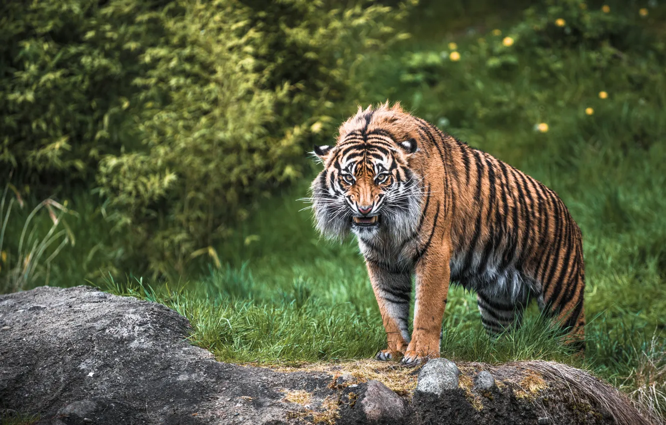 Photo wallpaper tiger, anger, predator, rage, wild cat