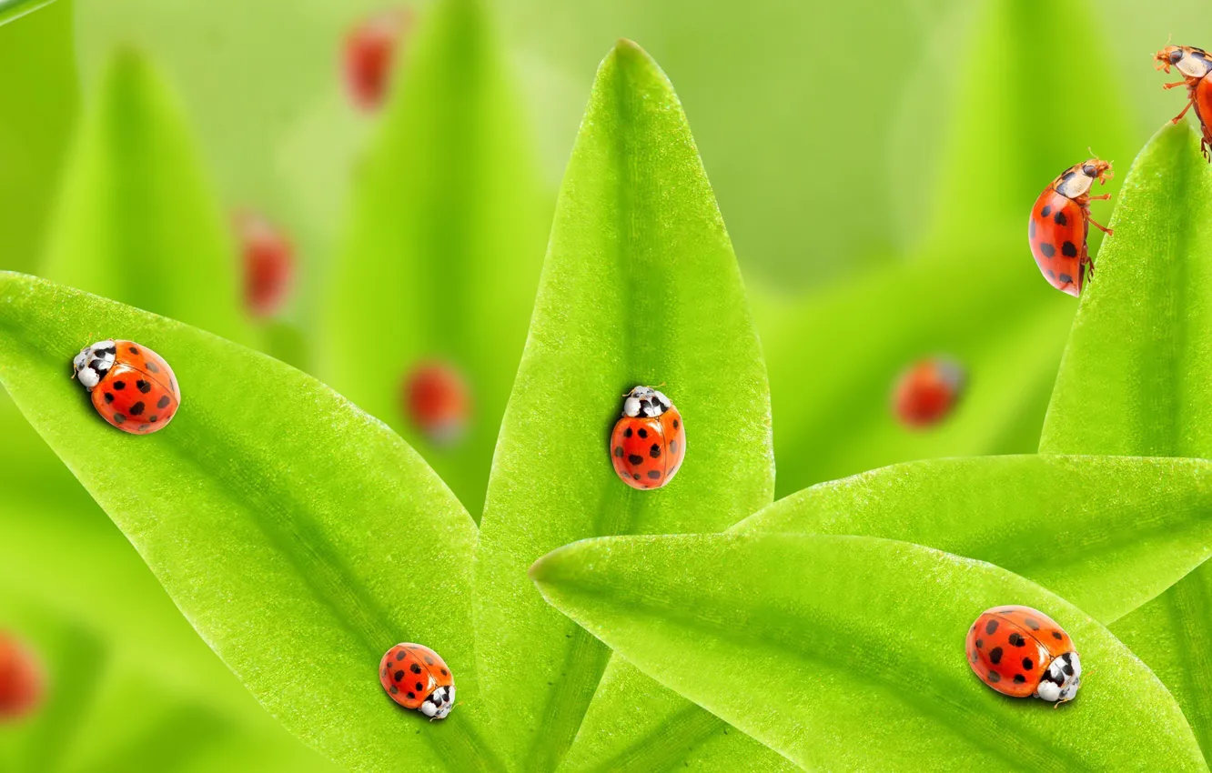 Photo wallpaper grass, macro, ladybugs
