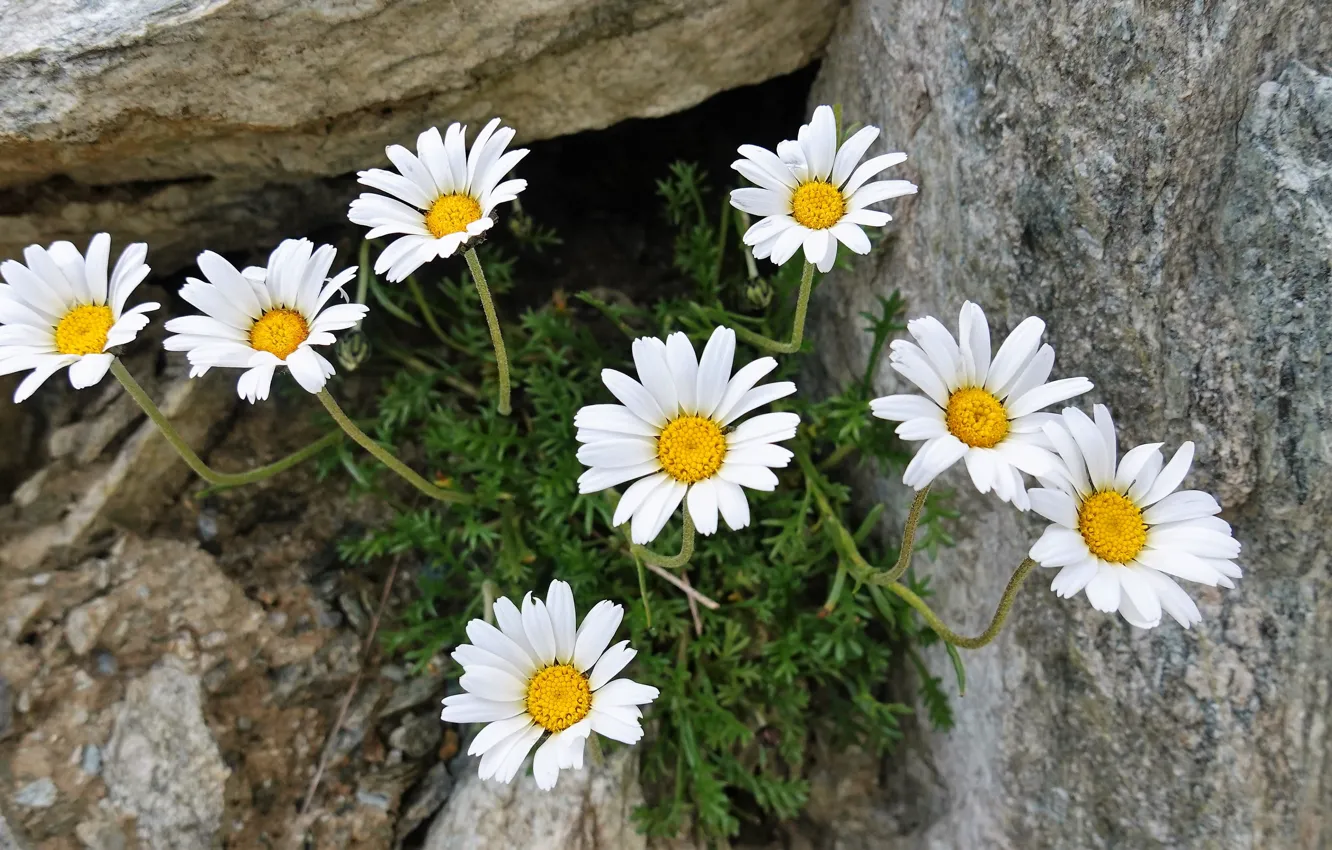 Photo wallpaper flowers, stones, chamomile, white, bushes