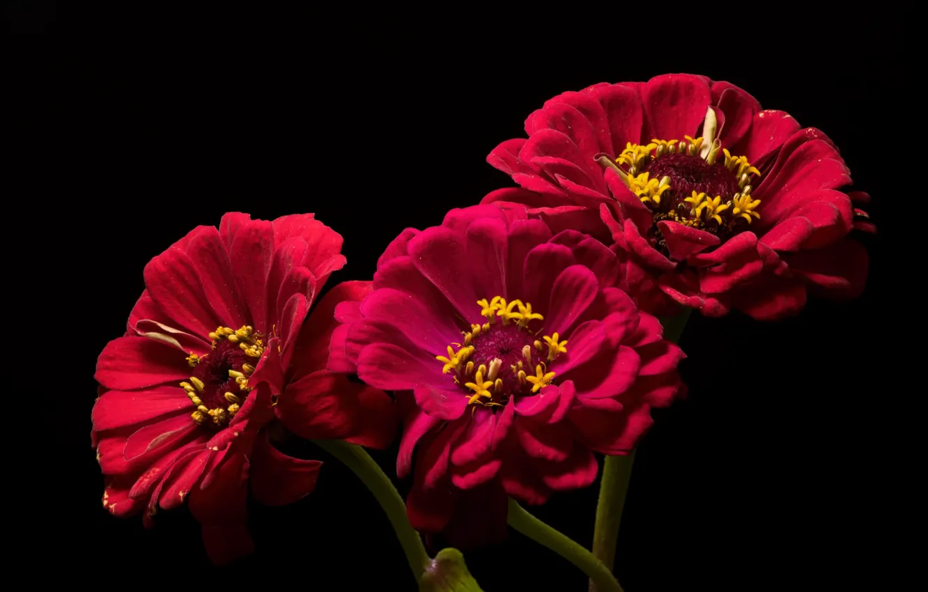 Photo wallpaper flowers, nature, background