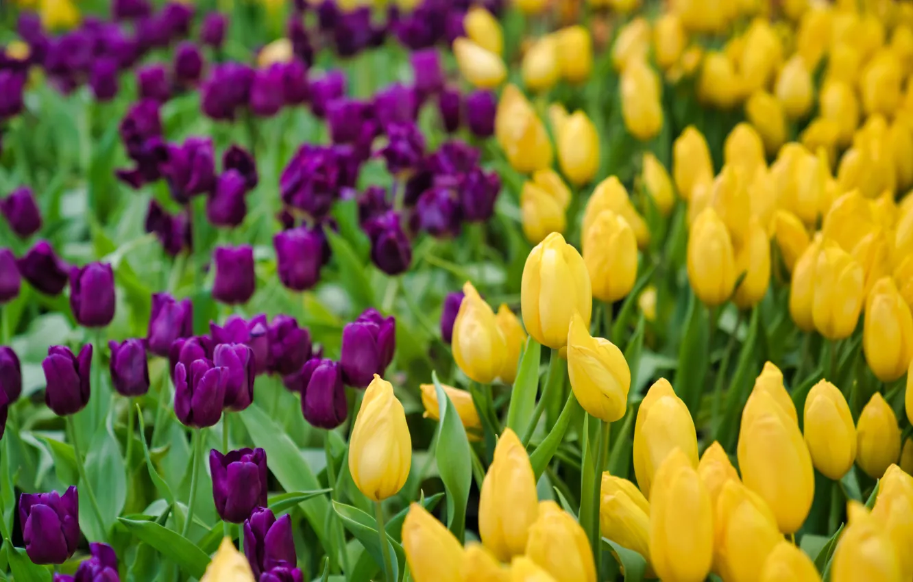 Photo wallpaper flowers, spring, yellow, purple, tulips