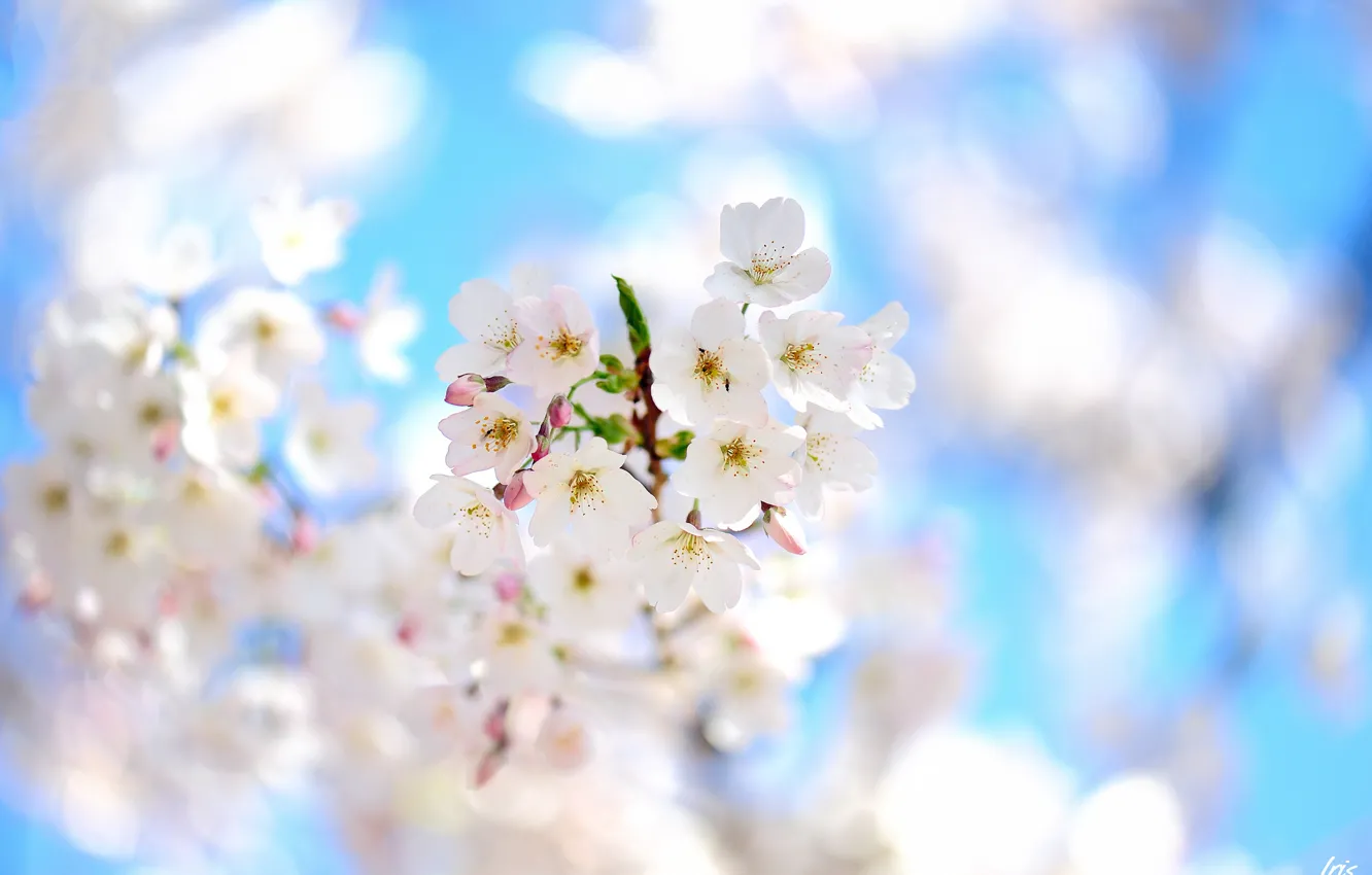 Photo wallpaper flowers, tree, focus, branch, spring, flowering, fruit