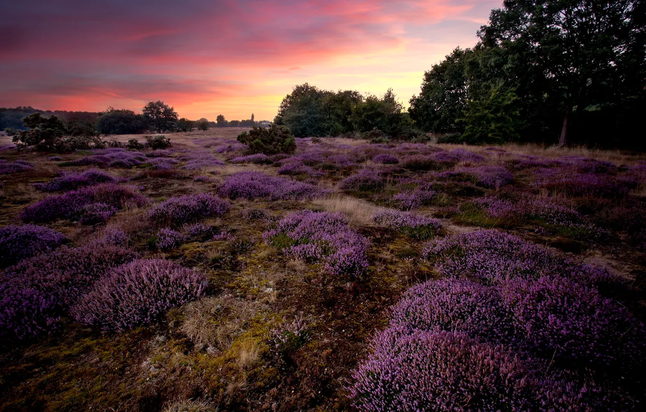 Photo wallpaper trees, sunset, flowers, nature, England, Heath, lilac, Heather