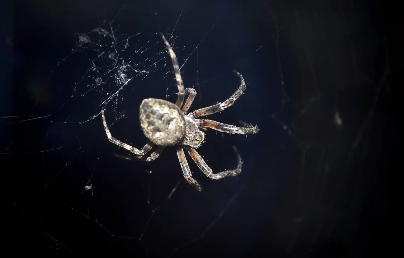 Photo wallpaper background, black, web, spider, insect