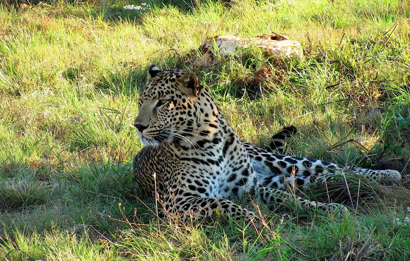 Photo wallpaper stay, shadow, predator, leopard