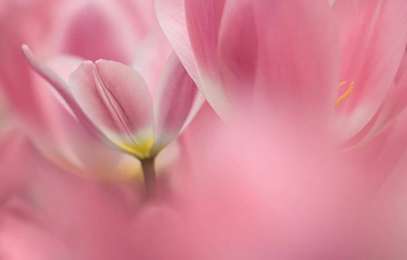Photo wallpaper macro, flowers, tulips, pink, Holland