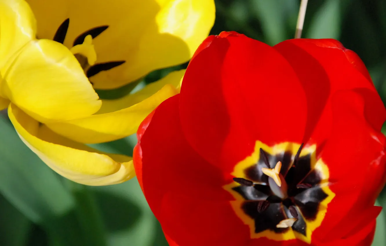 Photo wallpaper flowers, yellow, red, nature, petals