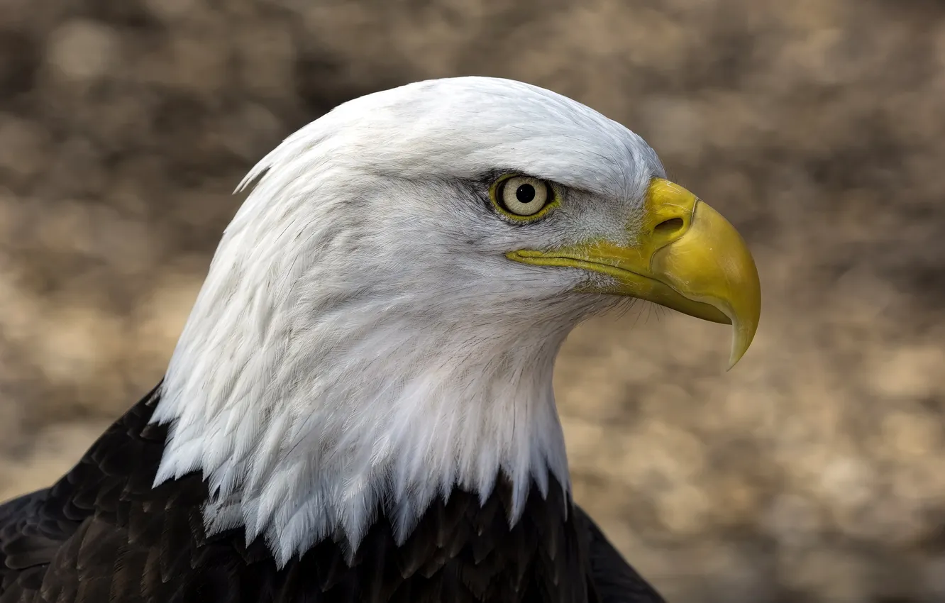 Photo wallpaper nature, bird, eagle