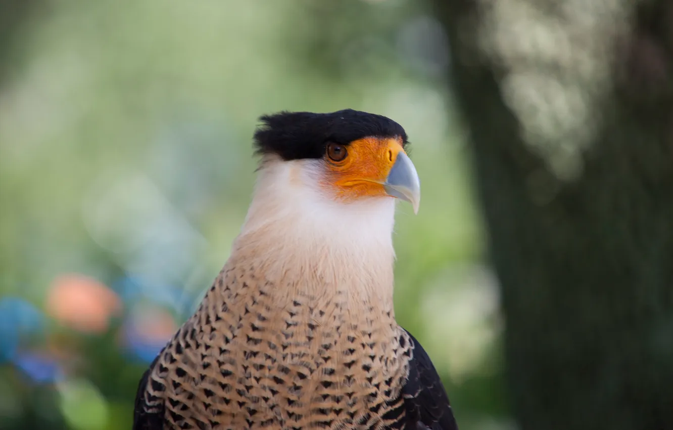 Photo wallpaper look, bird, beak, bokeh