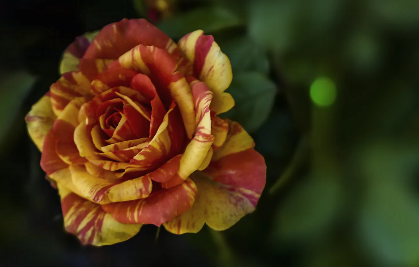 Photo wallpaper roses, photos, buds, tiger, Mariluz Rodriguez